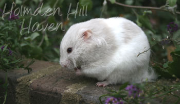 Dove syrian hot sale hamster